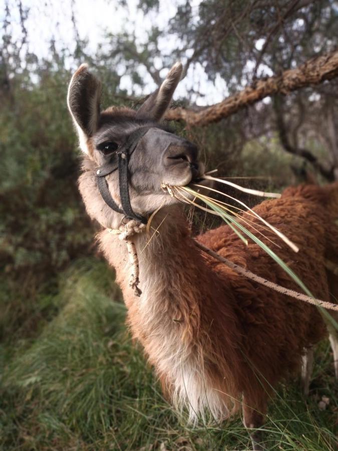 Dormir Con Llamas Маймара Екстер'єр фото