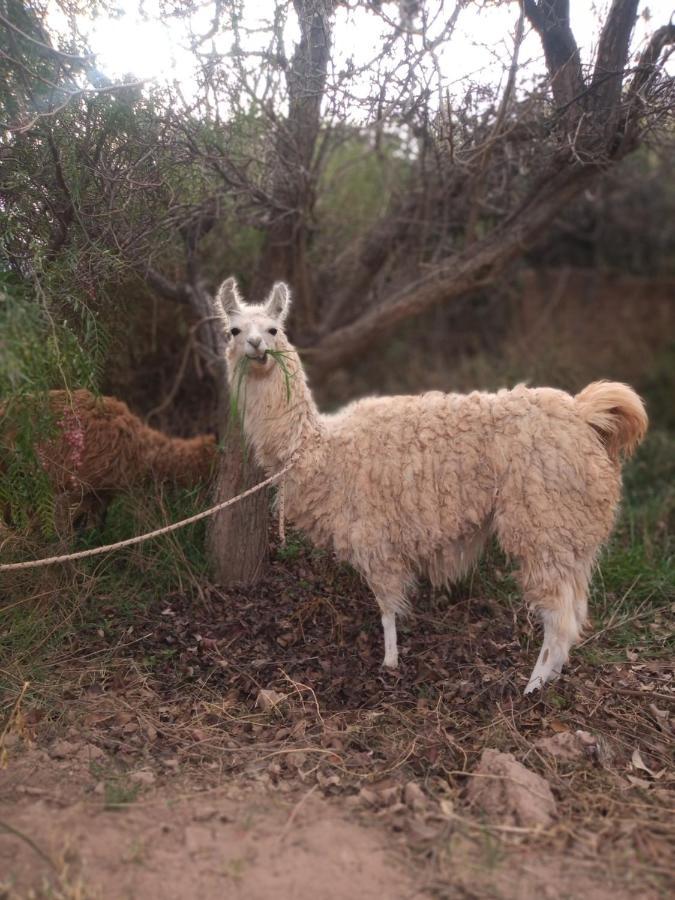Dormir Con Llamas Маймара Екстер'єр фото