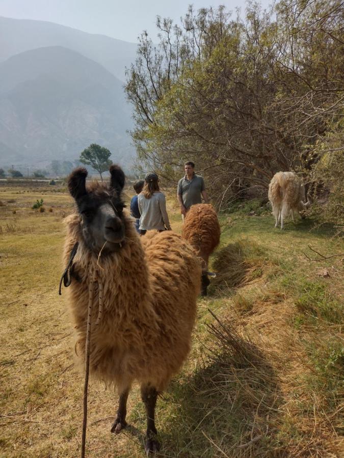 Dormir Con Llamas Маймара Екстер'єр фото