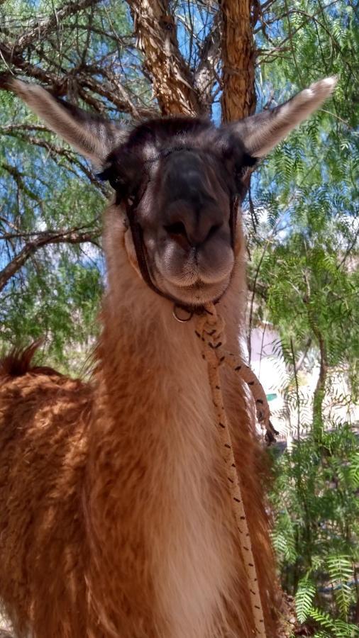 Dormir Con Llamas Маймара Екстер'єр фото