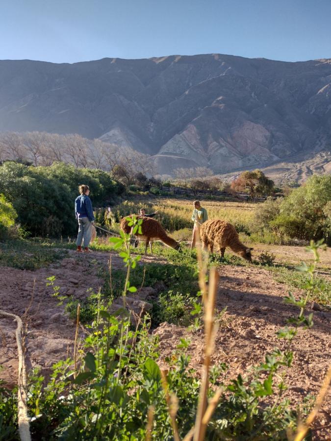 Dormir Con Llamas Маймара Екстер'єр фото